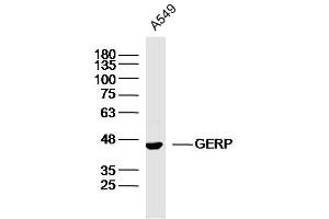 A549 lysates probed with GERP Polyclonal Antibody, Unconjugated  at 1:300 dilution and 4˚C overnight incubation. (BRIX1 Antikörper  (AA 51-150))