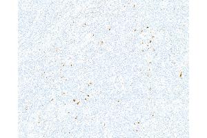 anti-Interleukin 10 (IL10) antibody