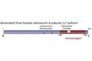 Image no. 1 for anti-Calcineurin (CAN) (AA 349-505) antibody (ABIN967510) (CAN Antikörper  (AA 349-505))