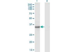 Western Blot analysis of KYNU expression in transfected 293T cell line by KYNU monoclonal antibody (M02), clone 1G2. (KYNU Antikörper  (AA 2-108))