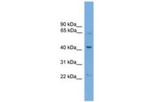 Image no. 1 for anti-Podocalyxin-Like 2 (PODXL2) (AA 101-150) antibody (ABIN6745543) (PODXL2 Antikörper  (AA 101-150))