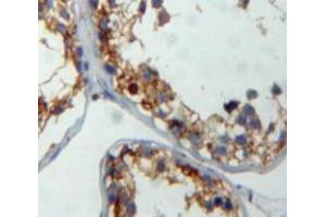 IHC-P analysis of testis tissue, with DAB staining. (CITED1 Antikörper  (C-Term))