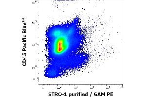 Flow cytometry multicolor surface staining pattern of human bone marrow cells using anti-human STRO-1 (STRO-1) purified antibody (concentration in sample 4 μg/mL, GAM PE) and anti-human CD45 (MEM-28) Pacific Blue antibody (4 μL reagent per milion cells in 100 μL of cell suspension). (STRO-1 Antikörper)
