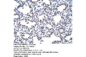 Human Lung (MANSC1 Antikörper  (N-Term))