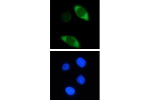 Cas9 antibody (mAb) tested by Immunoflourescence. (CRISPR-Cas9 (N-Term) Antikörper)