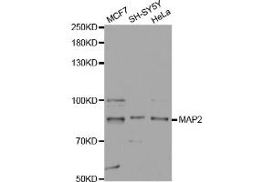 Western blot analysis of extracts of various cell lines, using MAP2 antibody (ABIN5970171) at 1/1000 dilution. (MAP2 Antikörper)