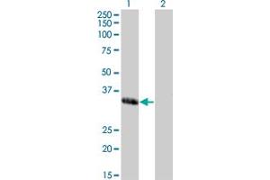 Western Blot analysis of MEOX1 expression in transfected 293T cell line by MEOX1 monoclonal antibody (M03), clone 2E12. (MEOX1 Antikörper  (AA 165-252))