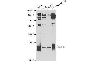 Western blot analysis of extracts of various cell lines, using CD3E Antibody. (CD3 epsilon Antikörper  (AA 25-207))