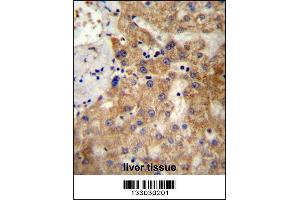 NDST1 Antibody immunohistochemistry analysis in formalin fixed and paraffin embedded human liver tissue followed by peroxidase conjugation of the secondary antibody and DAB staining. (NDST1 Antikörper  (C-Term))