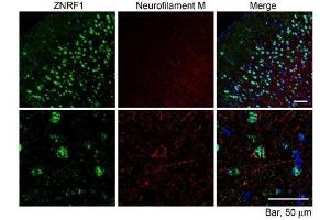 ABIN1590014 (10µg/ml) staining of paraffin embedded Mouse Cerebral Cortex. (ZNRF1 Antikörper  (Internal Region))