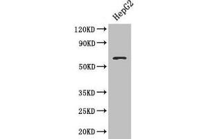 Western blot All lanes: SMAD4 antibody at 3 μg/mL + HepG2 whole cell lysate Secondary Goat polyclonal to rabbit IgG at 1/10000 dilution Predicted band size: 61 kDa Observed band size: 61 kDa (SMAD4 Antikörper  (AA 27-195))