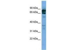 Image no. 1 for anti-Protocadherin beta 16 (PCDHB16) (AA 251-300) antibody (ABIN6745670) (PCDHB16 Antikörper  (AA 251-300))