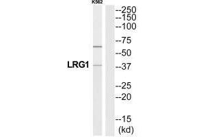 Western blot analysis of extracts from K562 cells, using A2GL antibody. (LRG1 Antikörper  (C-Term))