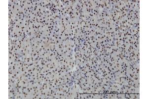 Immunoperoxidase of monoclonal antibody to PTRF on formalin-fixed paraffin-embedded human pancreas. (PTRF Antikörper  (AA 233-321))