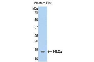 Western Blotting (WB) image for anti-Thioredoxin 2 (TXN2) (AA 60-166) antibody (ABIN1176125) (TXN2 Antikörper  (AA 60-166))