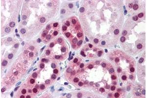 Human Kidney: Formalin-Fixed, Paraffin-Embedded (FFPE) (ELAVL1 Antikörper  (AA 1-101))