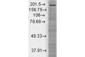 Western Blot analysis of Rat brain membrane lysate showing detection of SHANK3 protein using Mouse Anti-SHANK3 Monoclonal Antibody, Clone S69-46 . (SHANK3 Antikörper  (AA 840-857) (APC))