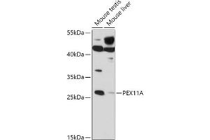 Western blot analysis of extracts of various cell lines, using PEX11A antibody (ABIN7269243) at 1:1000 dilution. (PEX11A Antikörper  (AA 110-180))