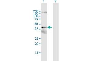 Western Blot analysis of PCYT2 expression in transfected 293T cell line by PCYT2 MaxPab polyclonal antibody.