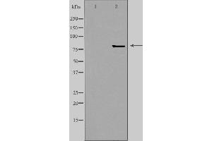 ZNF280C Antikörper  (Internal Region)