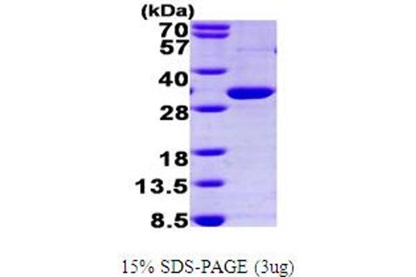 PPARG Protein (AA 209-477) (His tag)