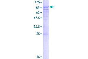 CDK19 Protein (AA 1-502) (GST tag)