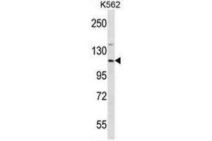 Western Blotting (WB) image for anti-Eukaryotic Translation Initiation Factor 3 Subunit C (EIF3C) (AA 126-155), (N-Term) antibody (ABIN952048)