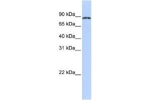 WB Suggested Anti-CPEB4 Antibody Titration:  0. (CPEB4 Antikörper  (N-Term))