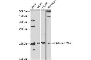 Western blot analysis of extracts of various cell lines, using Histone H2AX antibody (ABIN6134695, ABIN6141564, ABIN6141567 and ABIN6219268) at 1:1000 dilution. (Histone H2A Antikörper)