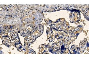 Immunohistochemistry (IHC) image for anti-Transforming Growth Factor, beta 1 (TGFB1) (AA 279-390) antibody (ABIN7429469)