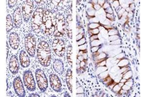 Immunohistochemical staining of human small intestine with ECM1 monoclonal antibody, clone SPM217 . (ECM1 Antikörper)