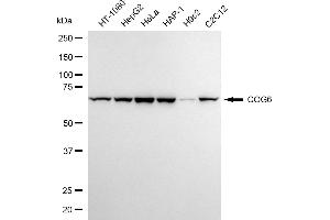 anti-Component of Oligomeric Golgi Complex 6 (COG6) antibody