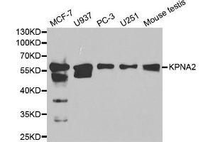 Western blot analysis of extracts of various cell lines, using KPNA2 antibody. (KPNA2 Antikörper  (AA 1-290))