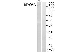 Western blot analysis of extracts from HeLa cells, using MYO5A antibody. (MYO5A Antikörper  (C-Term))