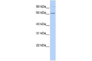 WB Suggested Anti-IKZF4 Antibody Titration:  0.