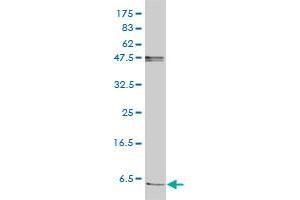 FXYD2 monoclonal antibody (M01), clone 1C3-B3 Western Blot analysis of FXYD2 expression in Jurkat . (FXYD2 Antikörper  (AA 1-64))