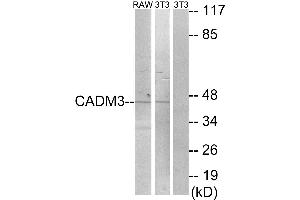 Western blot analysis of extracts from RAW264. (CADM3 Antikörper)