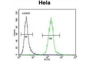 Flow cytometric analysis of Hela cells using LDLRAD2 Antibody (Center) Cat. (LDLRAD2 Antikörper  (Middle Region))