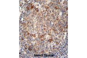 ABCC10 antibody (Center) immunohistochemistry analysis in formalin fixed and paraffin embedded human tonsil tissue followed by peroxidase conjugation of the secondary antibody and DAB staining.