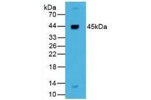 Rabbit Detection antibody from the kit in WB with Positive Control: Human liver tissue. (Renin CLIA Kit)