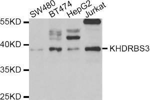 Western blot analysis of extracts of various cell lines, using KHDRBS3 antibody (ABIN5973993) at 1/1000 dilution. (KHDRBS3 Antikörper)