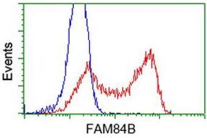 HEK293T cells transfected with either RC207996 overexpress plasmid (Red) or empty vector control plasmid (Blue) were immunostained by anti-FAM84B antibody (ABIN2453035), and then analyzed by flow cytometry. (FAM84B Antikörper)