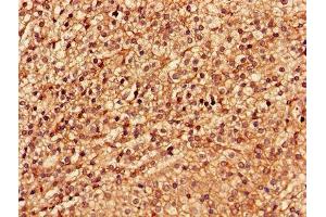 Immunohistochemistry of paraffin-embedded human adrenal gland tissue using ABIN7174192 at dilution of 1:100 (LSM4 Antikörper  (AA 1-139))