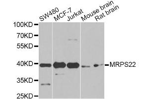 Western blot analysis of extracts of various cell lines, using MRPS22 Antibody. (MRPS22 Antikörper)