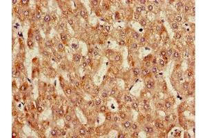 Immunohistochemistry of paraffin-embedded human liver tissue using ABIN7144112 at dilution of 1:100 (ANGPTL3 Antikörper  (AA 17-268))