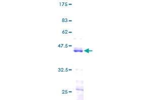 Image no. 1 for Histone H2B Type 1-K (HIST1H2BK) (AA 1-126) protein (GST tag) (ABIN1306679)