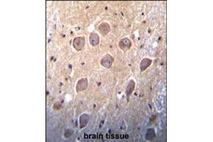 Metabotropic Glutamate Receptor 7 (GPRC1G) Antibody immunohistochemistry analysis in formalin fixed and paraffin embedded human brain tissue followed by peroxidase conjugation of the secondary antibody and DAB staining. (GRM7 Antikörper  (C-Term))