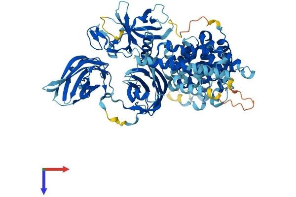 RASAL1 Protein (AA 1-799) (His tag)