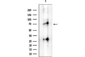 anti-Interleukin-1 Receptor-Associated Kinase 4 (IRAK4) (pSer346), (pThr345) antibody