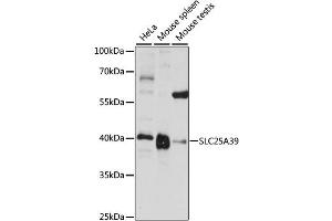 Western blot analysis of extracts of various cell lines, using SLC25A39 antibody (ABIN6290961) at 1:1000 dilution. (SLC25A39 Antikörper)